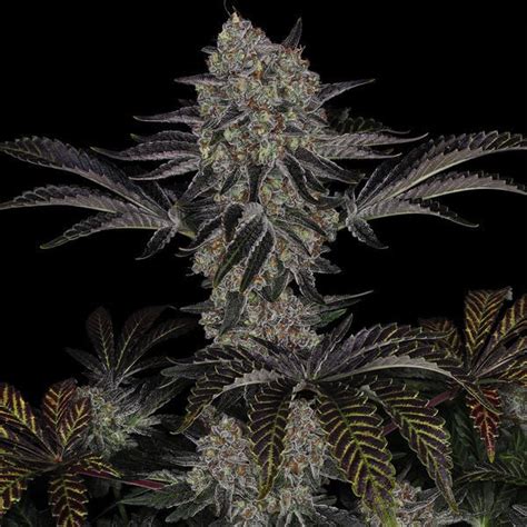 zamnesia seed|Zamnesia: Black Orchid Automatic by Zamnesia Seeds